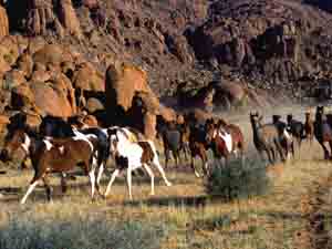 Wildpferde Wild horses