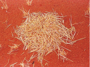 Eintrag Grasschneidertermiten Eintrag Grasschneidertermiten