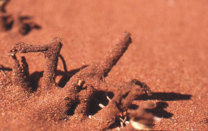 Termiten in den Dünen Termiten in den Dünen