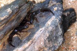 Skorpion in Versteck