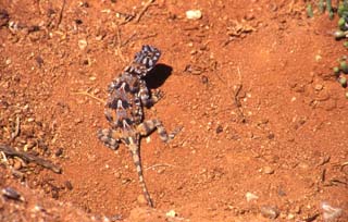 Agama aculeata