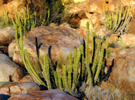 Aloe avesmontana