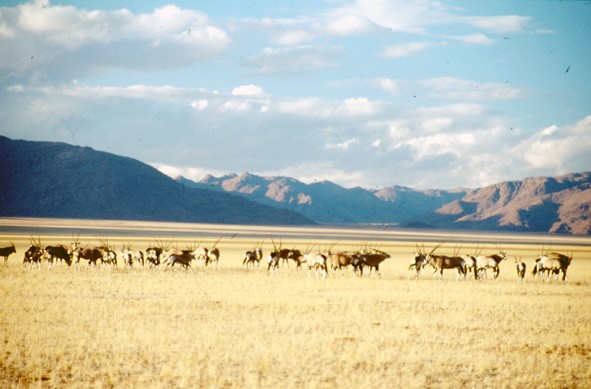 Oryx auf Gunsbewys